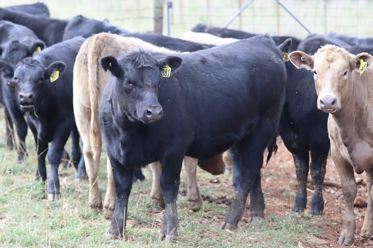 Cattle herd showing livestock value for lending